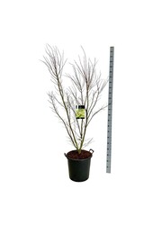 Esdoorn Acer Tsukasa Silhouette PBR
