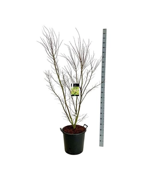 Acer