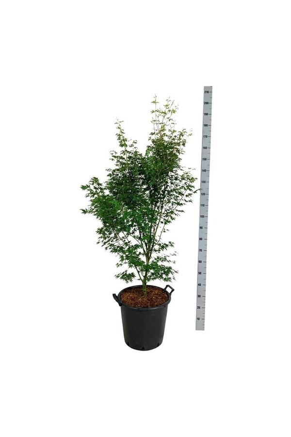 Érable Acer Tsukasa Silhouette PBR