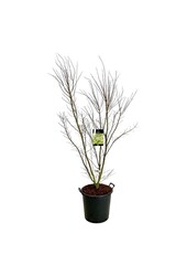 Esdoorn Acer Tsukasa Silhouette PBR