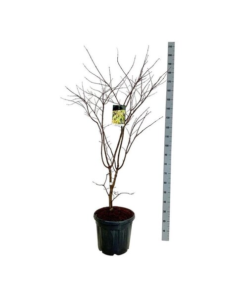 Acer