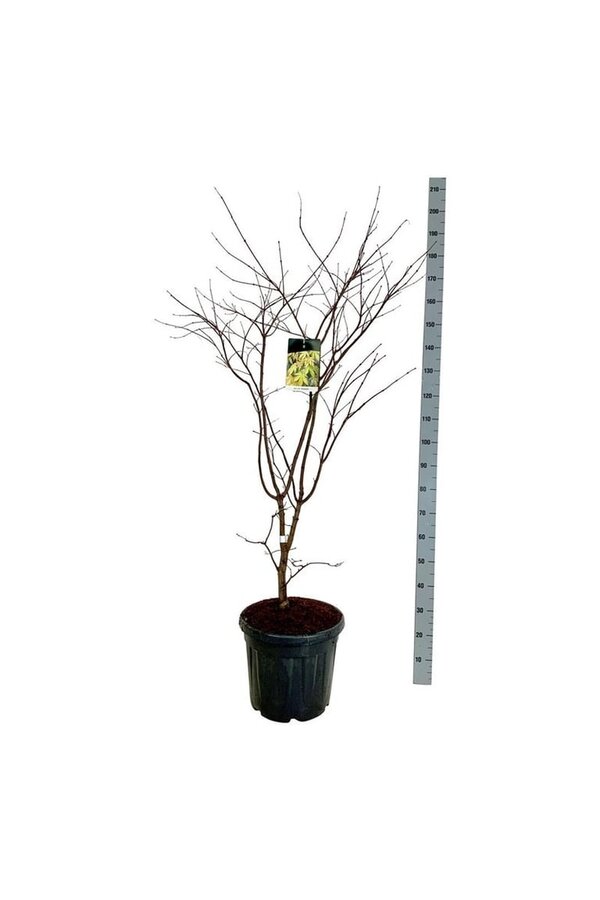 Esdoorn Acer Osakazuki