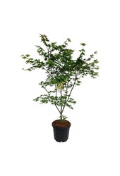 Esdoorn Acer Osakazuki