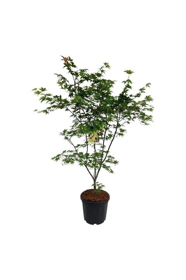 Esdoorn Acer Osakazuki