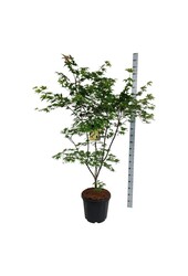 Esdoorn Acer Osakazuki