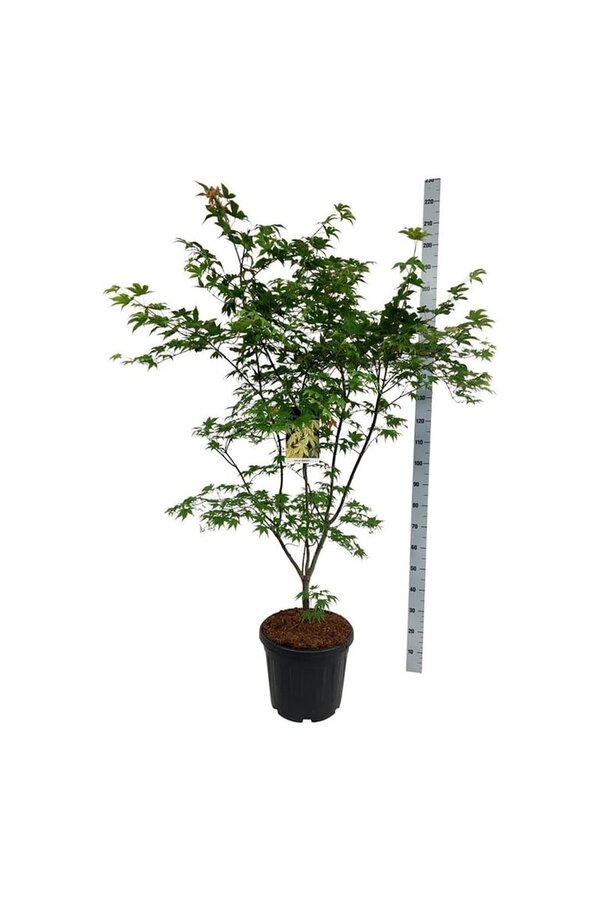 Esdoorn Acer Osakazuki