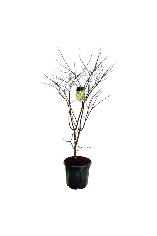 Esdoorn Acer Osakazuki