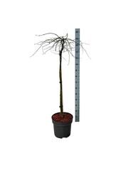 Esdoorn Acer Orangeola