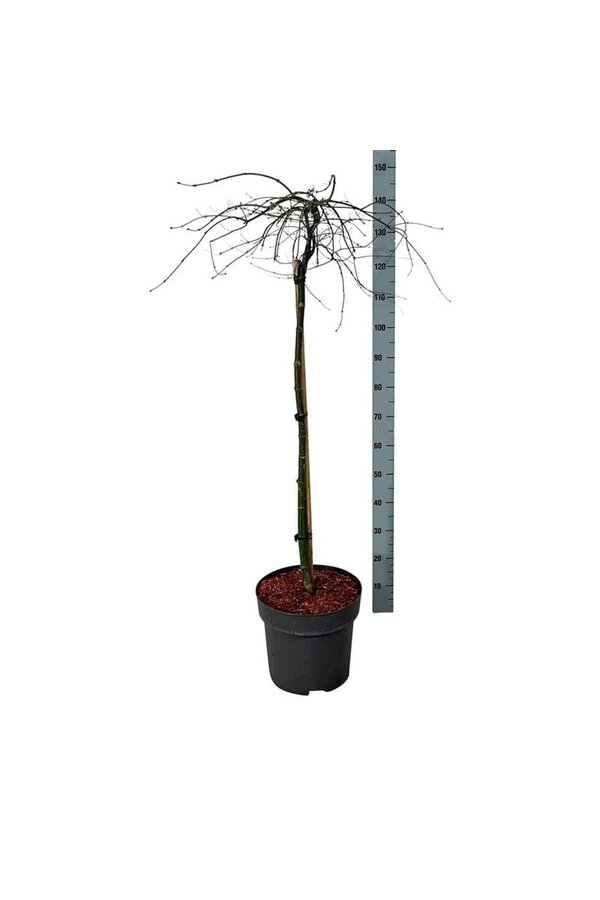 Esdoorn Acer Orangeola