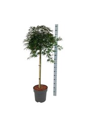 Esdoorn Acer Orangeola