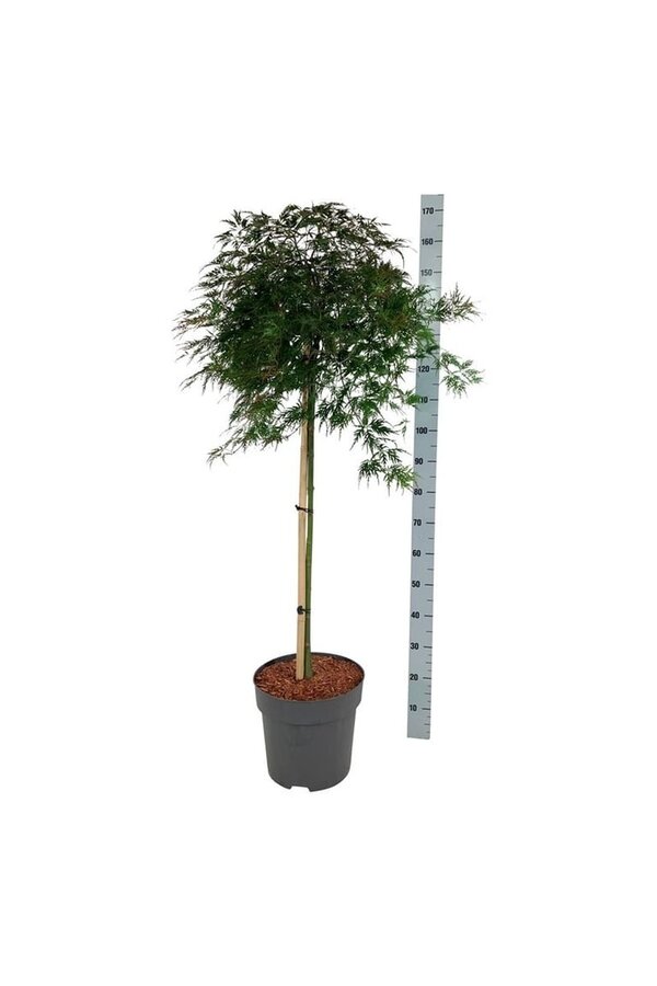 Esdoorn Acer Orangeola
