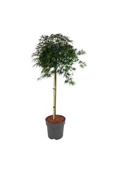 Esdoorn Acer Orangeola