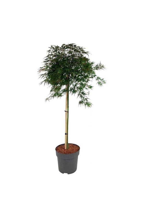 Esdoorn Acer Orangeola