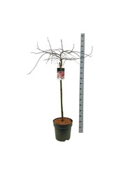 Érable Acer Garnet