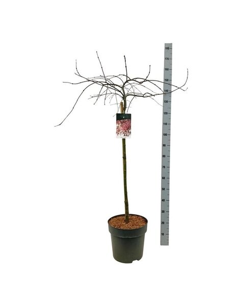 Acer