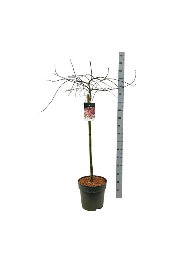 Esdoorn Acer Garnet