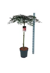 Esdoorn Acer Garnet