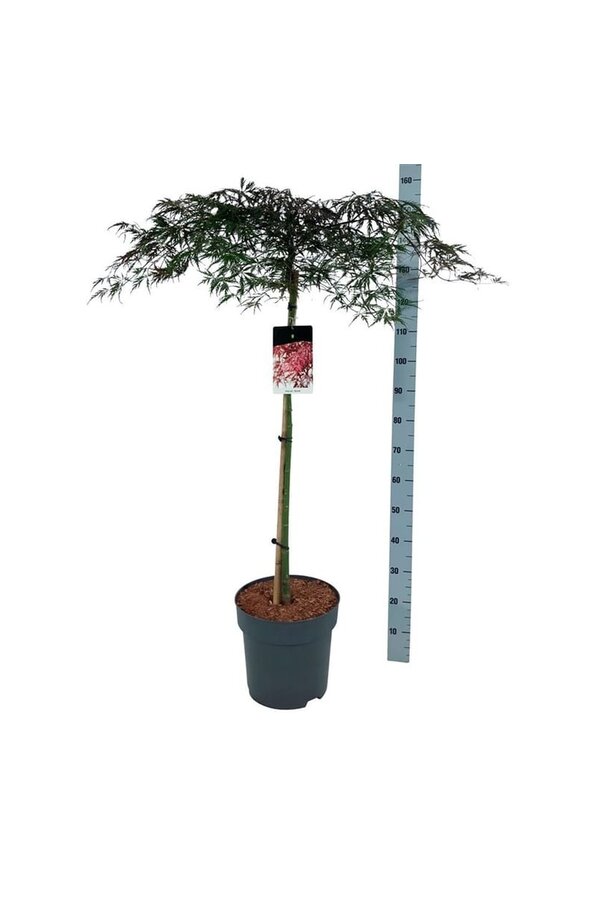 Esdoorn Acer Garnet