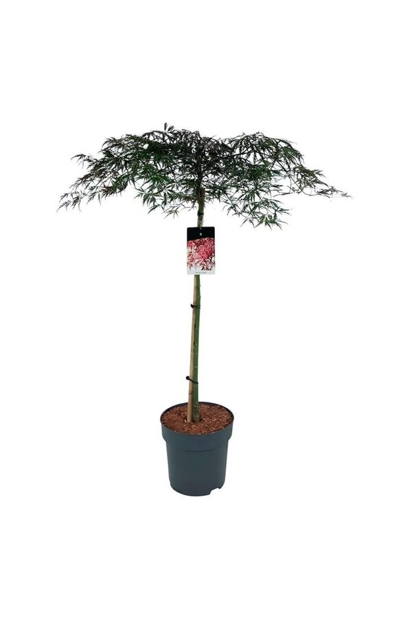 Esdoorn Acer Garnet