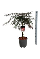 Esdoorn Acer Garnet