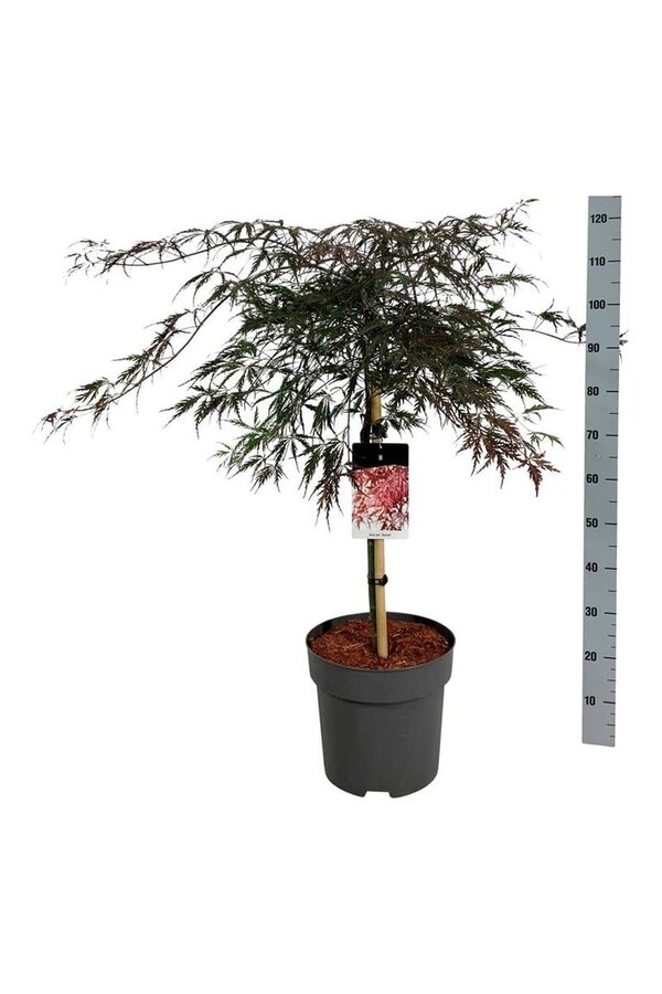 Érable Acer Garnet