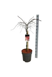 Érable Acer Garnet