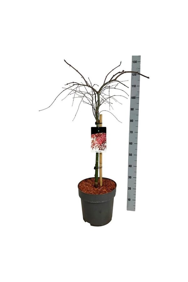 Érable Acer Garnet