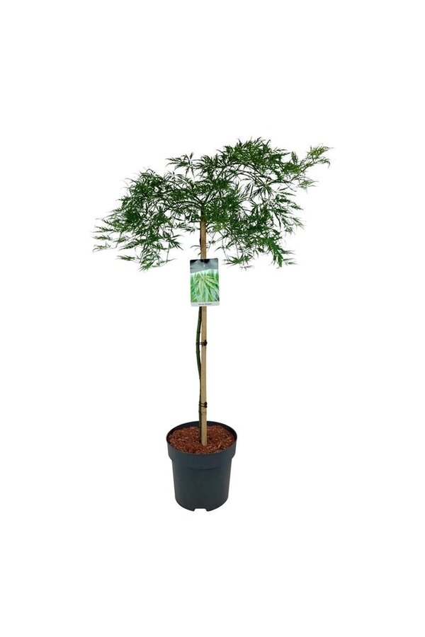 Esdoorn Acer Dissectum