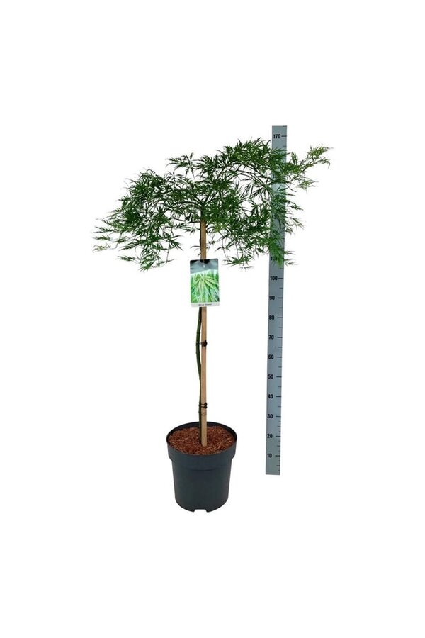 Érable Acer Dissectum