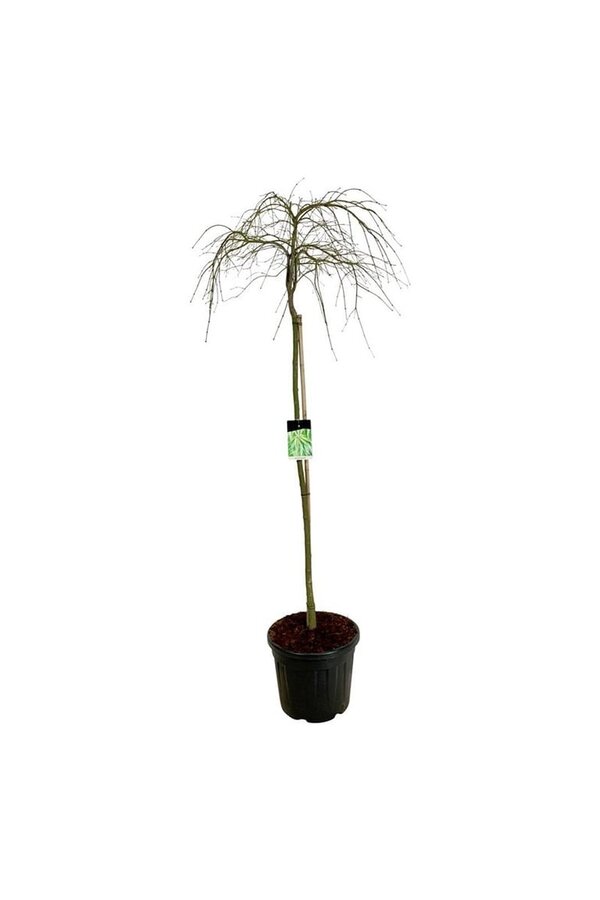 Érable Acer Dissectum