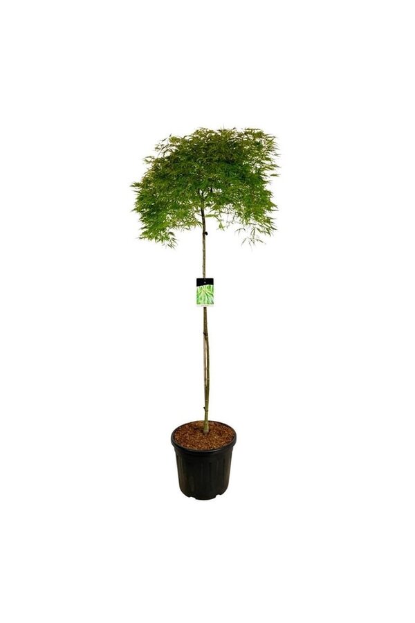 Érable Acer Dissectum