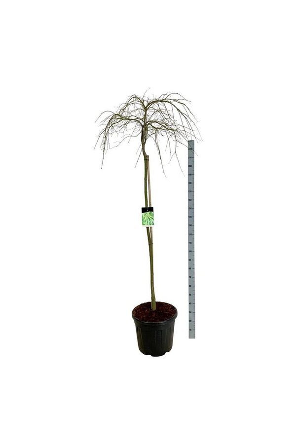 Érable Acer Dissectum