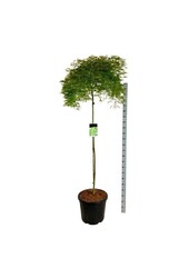 Esdoorn Acer Dissectum