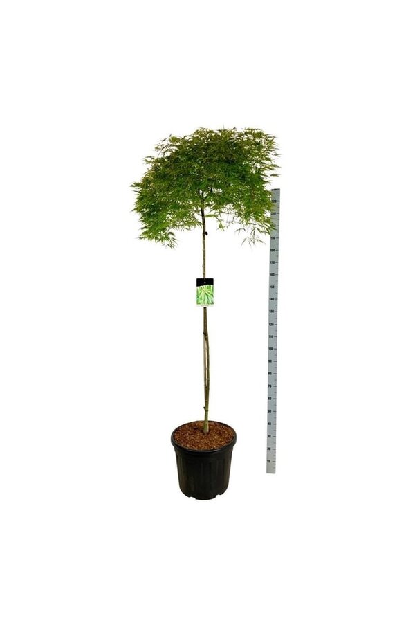 Érable Acer Dissectum