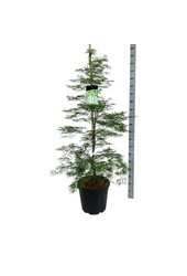 Érable Acer Dissectum