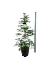 Esdoorn Acer Dissectum