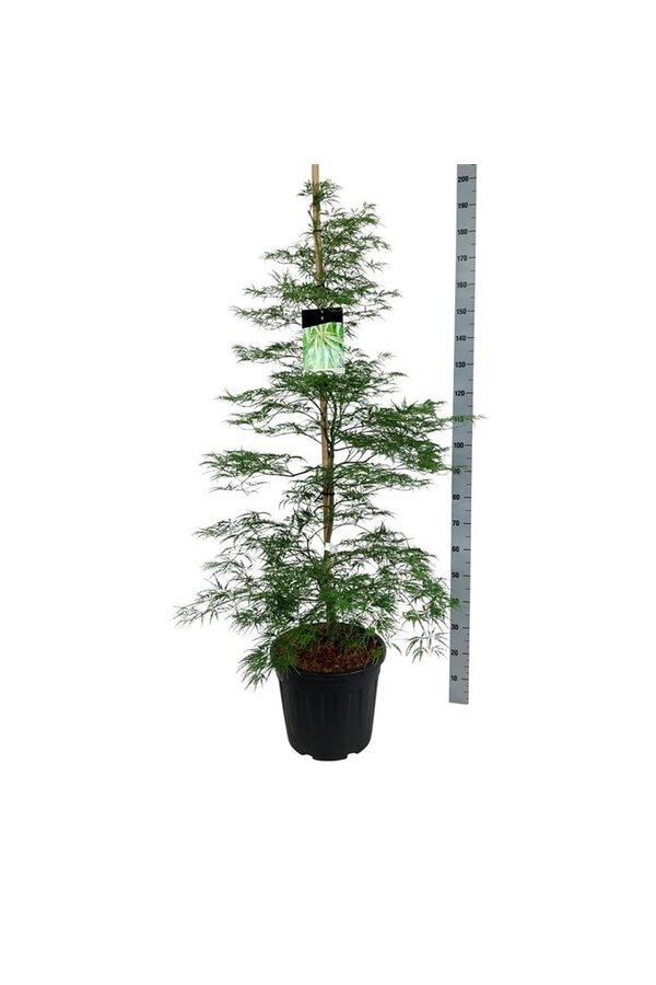 Érable Acer Dissectum