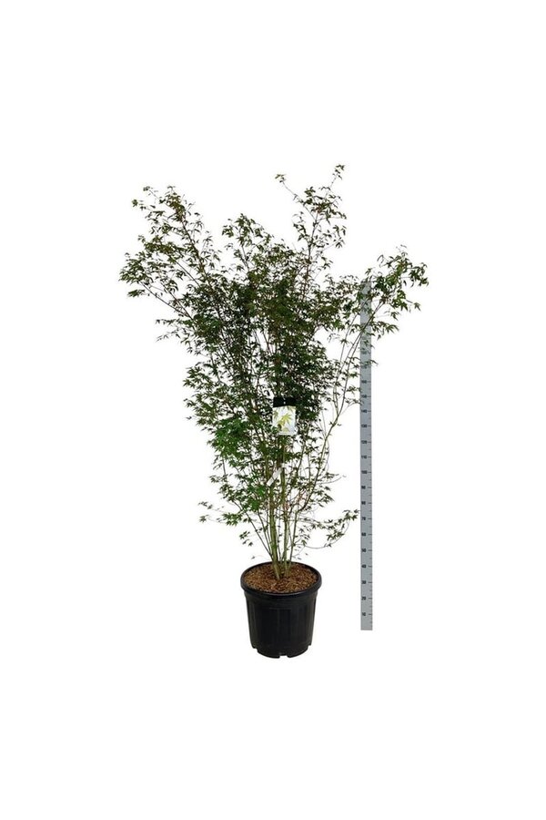 Érable Acer palmatum