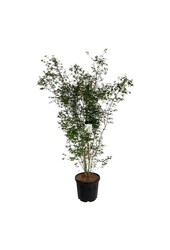 Érable Acer palmatum