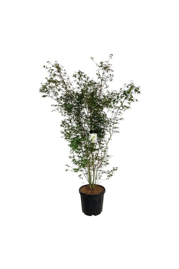 Érable Acer palmatum