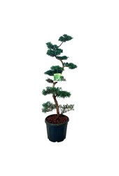 Cipres Juniperus Grey Owl