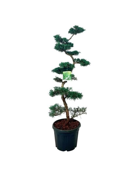Juniperus