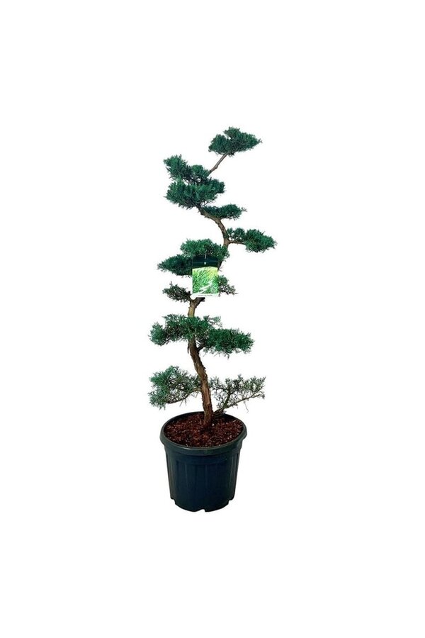 Cipres Juniperus Grey Owl