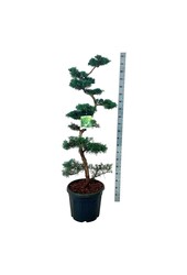 Cipres Juniperus Grey Owl
