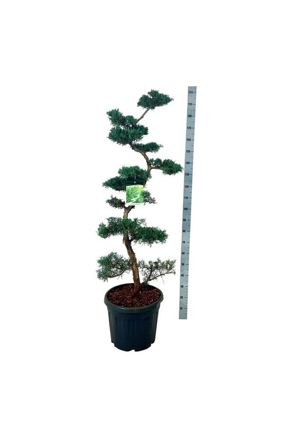Cipres Juniperus Grey Owl