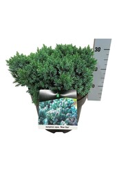 Cyprès Juniperus Blue Star