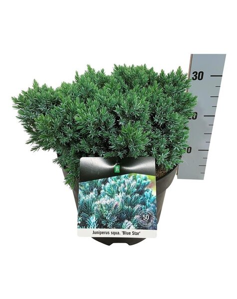 Juniperus