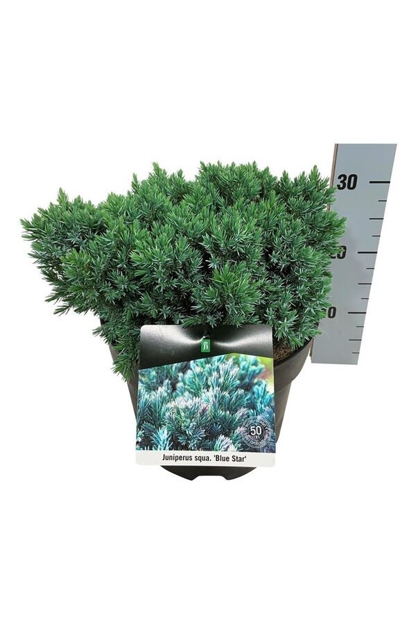Cipres Juniperus Blue Star