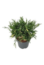 Cyprès Juniperus White Splash