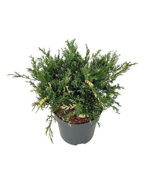 Juniperus